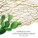 Image of prickly pear cactus with enlarged cellulose cactus skeleton.